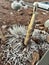 Ahinahina, Haleakala silversword, Argyroxiphium sandwicense subsp. macrocephalum, critically endangered Hawaiian Endemic