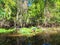 Ahinga flaps its wings, along the bank of a florida river