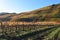 Ahr valley vineyards one year before the flood