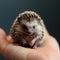 AI-Created Petite Hedgehog on Human Hand