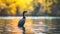 AI creates images of A Great Cormorant ,Little cormorant