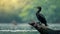 AI creates images of A Great Cormorant ,Little cormorant