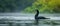 AI creates images of A Great Cormorant ,Little cormorant