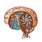 Ai Cyberntic Brain Side View Color Vector