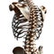 AI generated anatomical image of the human spine useful for educational purposes.