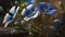 AI Generated Beautiful blue flax linum perenne flowers