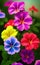 Ai generated beautiful colourful flowers in full bloom in springtime