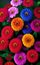 Ai generated beautiful colourful flowers in full bloom in springtime