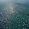 AI generated bird's eye view of migratory birds flying over vast sea