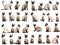 AI-generated collection of Siamese cat isolated on white background.