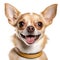 AI-Generated Cutie A Funny Chihuahua Portrait on White Background