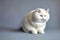 AI generated Fat White Chubby Fluffy Cat