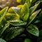 AI generated  green shrub leaves with water drops
