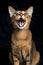 AI generated illustration of an Abyssinian cat with its mouth wide open in a yawning pose