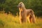 AI generated illustration of An adorable brown canine standing in a lush, grassy meadow