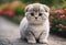 AI generated illustration of an adorable gray kitten standing in the grass