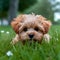 AI generated illustration of an Adorable small brown dog lounging in the grass