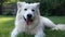 AI generated illustration of an adorable white dog in a lush, green yard