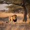 AI generated illustration of an African lion walking across an expansive grassy field