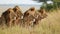 AI-generated illustration of African lions perched atop a grassy plain, surrounded by a wild bush