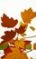 AI generated illustration of autumn leaves on a branch against a white background