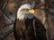 AI generated illustration of a bald eagle perched on a sturdy tree branch surrounded by foliage