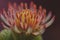 AI generated illustration of a beautiful chrysanthemum blooming in a field