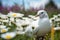 AI generated illustration of a beautiful dove perched atop a lush, sunlit field of white daisies