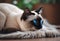 AI generated illustration of a beautiful Siamese cat with striking blue eyes