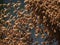 AI generated illustration of a beehive filled with bees buzzing around in a flurry of motion