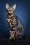 AI generated illustration of a Bengal cat against a blue backdrop in a professional studio
