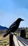 AI generated illustration of a black crow against a rural landscape