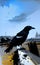 AI generated illustration of a black crow against a rural landscape