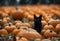 AI-generated illustration of A black feline perched on a bed of vibrant orange pumpkins