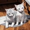 AI generated illustration of a black and white sketch of two felines on plush carpeting