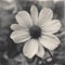 AI generated illustration of a black and white of a stunning flower