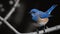 AI generated illustration of a bluebird on a branch