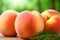 AI generated illustration of bright and vibrant ripe peaches against a blurred green background