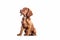 An AI generated illustration of a brown cocker spaniel sitting on the ground looking up