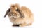 AI generated illustration of brown furred rabbit sitting against white background