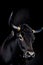 AI generated illustration of a bull with long horns in the dark looking at the camera