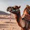 AI generated illustration of a camel tethered amidst desert dunes