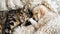 AI generated illustration of a cat and a dog cuddling and napping together in a cozy pile