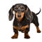 AI generated illustration of a charming dachshund with a glossy black coat on a white background