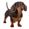 AI generated illustration of a charming dachshund with a glossy black coat on a white background