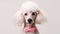 AI generated illustration of a cheerful beige poodle wearing pink heart-shaped glasses