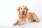 AI generated illustration of a cheerful golden retriever dog against a white background