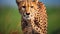 AI generated illustration of a cheetah stands alertly while its tail hangs low