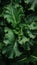AI generated illustration of a close-up image of vibrant green leafy vegetable