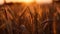 AI generated illustration of a close-up shot of a stunning sunset amidst a golden barley field